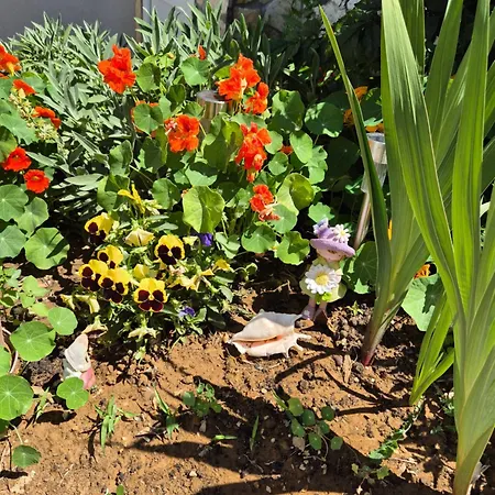 Stars * Gornji Karin