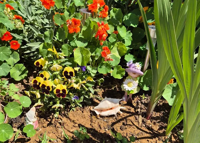 Stars * Gornji Karin